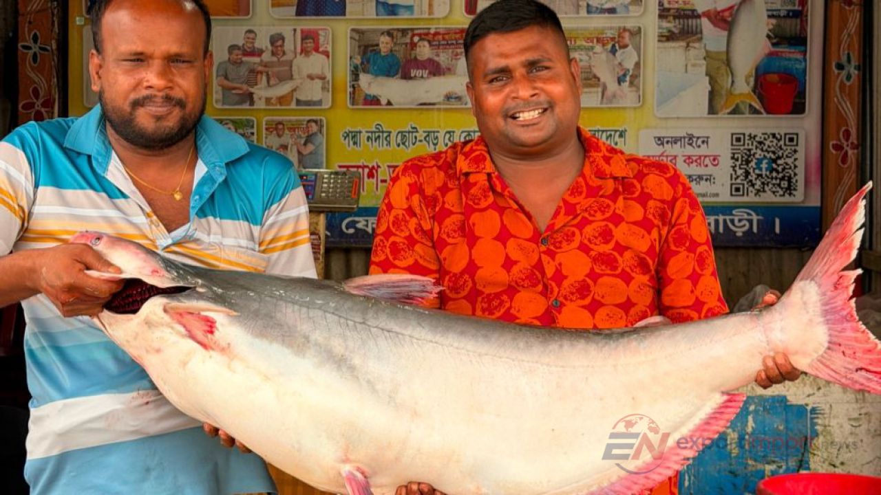 এক পাঙাশের মাছের দাম ৩৩ হাজার টাকা